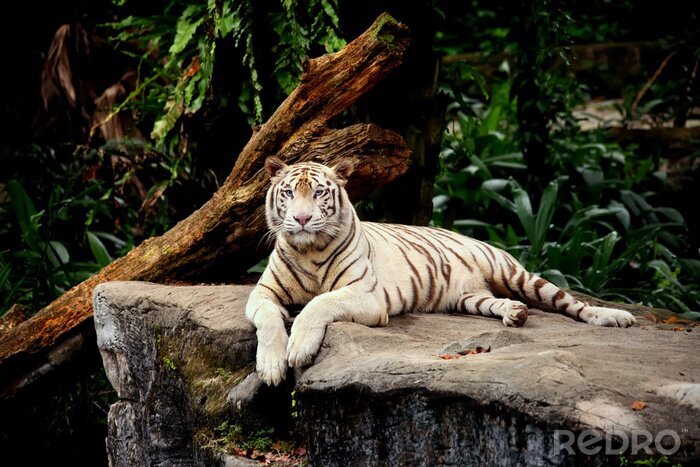 Fototapete Sommerlandschaft mit einem tiger