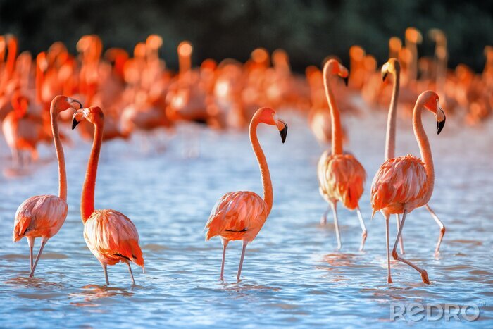 Fototapete Sommerlandschaft mit flamingos