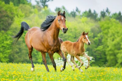 Fototapete Sommerlandschaft mit pferden