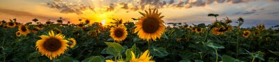 Fototapete Sommerlandschaft mit Sonnenblumenfeld
