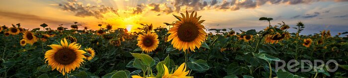 Fototapete Sommerlandschaft mit Sonnenblumenfeld