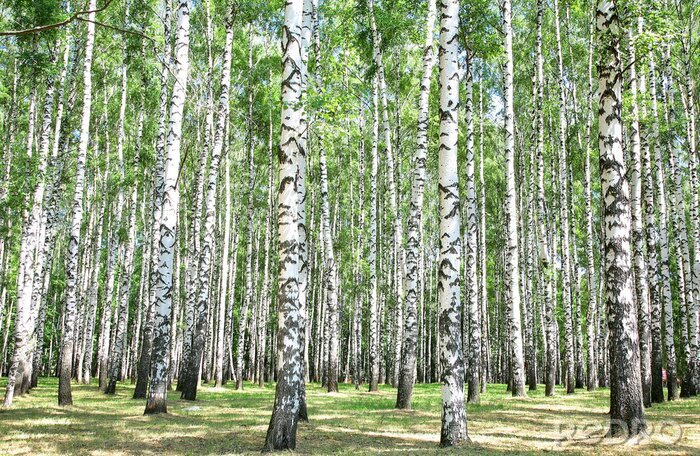 Fototapete Sommerliche Birken im Wald