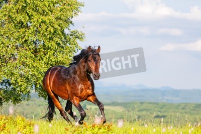 Fototapete Sommerpanorama mit einem laufenden pferd