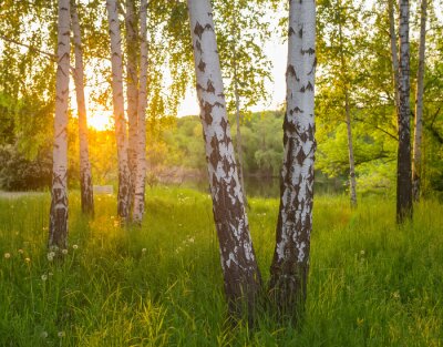 Fototapete Sommersonne hinter Birken