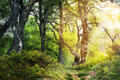 Fototapete Sommersonnenstrahlen im Wald