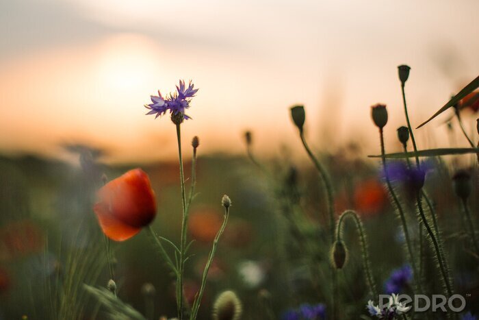 Fototapete Sommerwiese und Blumen