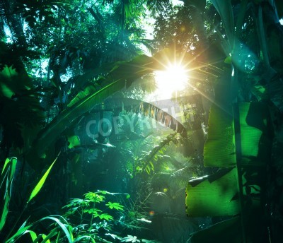Fototapete Sonne im Dschungel