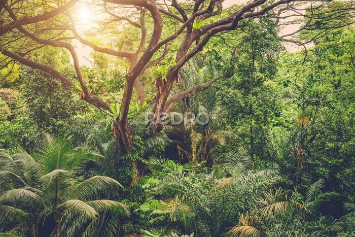 Fototapete Sonne scheint in tropischen grünen Dschungel