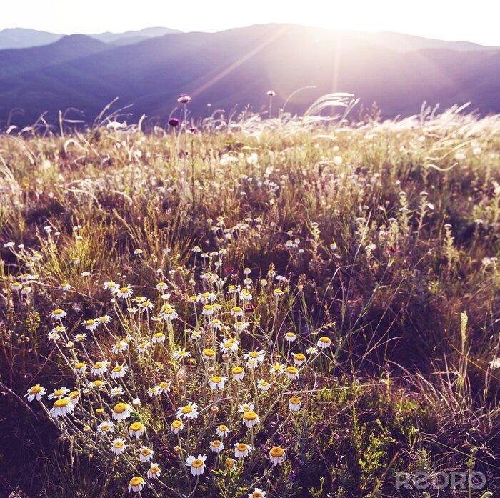 Fototapete Sonne und Feldblumen