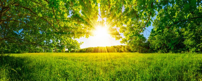 Fototapete Sonne und Wiese