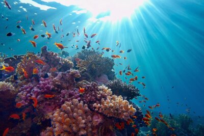 Sonne unter Wasser und Korallenriff