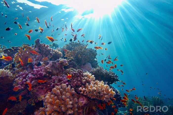 Fototapete Sonne unter Wasser und Korallenriff