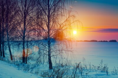 Fototapete Sonne Winter und Bäume