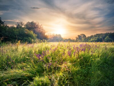 Fototapete Sonnenaufgang auf einer Blumenwiese