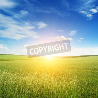 Fototapete Sonnenaufgang auf grüner Wiese