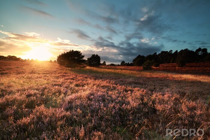 Fototapete Sonnenaufgang auf wildem Feld