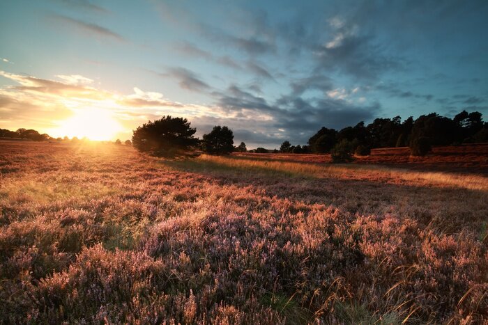 Fototapete Sonnenaufgang auf wildem Feld
