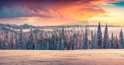 Fototapete Sonnenaufgang hinter Weihnachtsbäumen