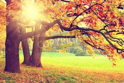 Fototapete Sonnenaufgang im Herbstwald