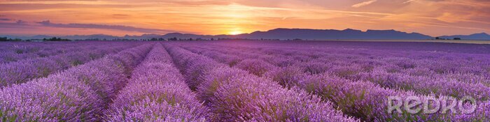 Fototapete Sonnenaufgang über Feldern von Lavendel in der Provence, Frankreich