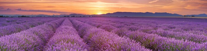 Fototapete Sonnenaufgang über Feldern von Lavendel in der Provence, Frankreich