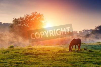 Fototapete Sonnenaufgang und Pferde