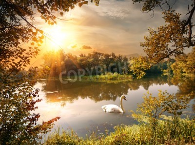 Fototapete Sonnenaufgang und Schwan im Teich