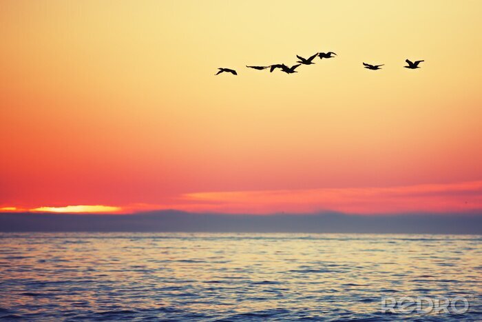 Fototapete Sonnenaufgang und Vögel am Meer