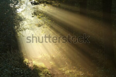 Fototapete Sonnenaufgang Wald