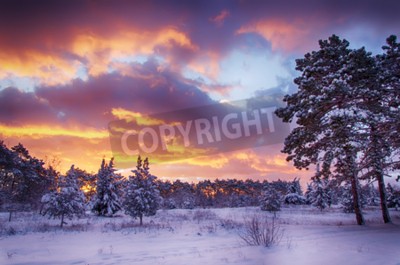 Fototapete Sonnenaufgang Wald im Schnee