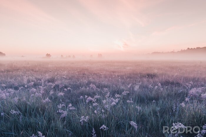 Fototapete Sonnenaufgangfeld der blühenden rosa Wiesenblumen
