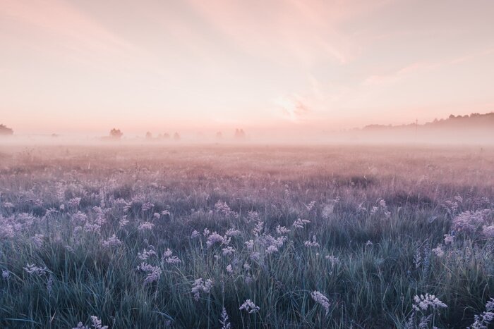 Fototapete Sonnenaufgangfeld der blühenden rosa Wiesenblumen