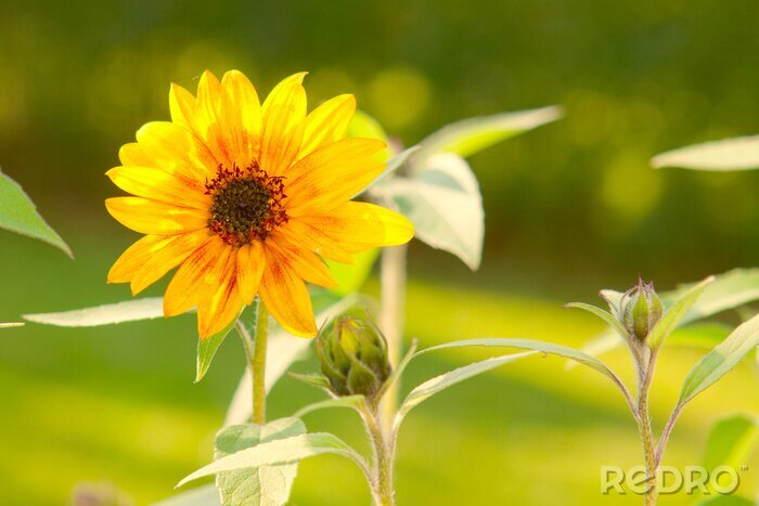 Fototapete Sonnenblume auf dem grünen Stiel