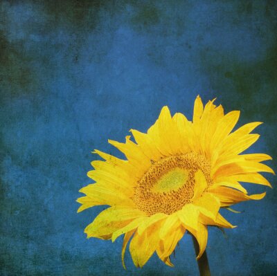Sonnenblume auf dunkelblauem Hintergrund