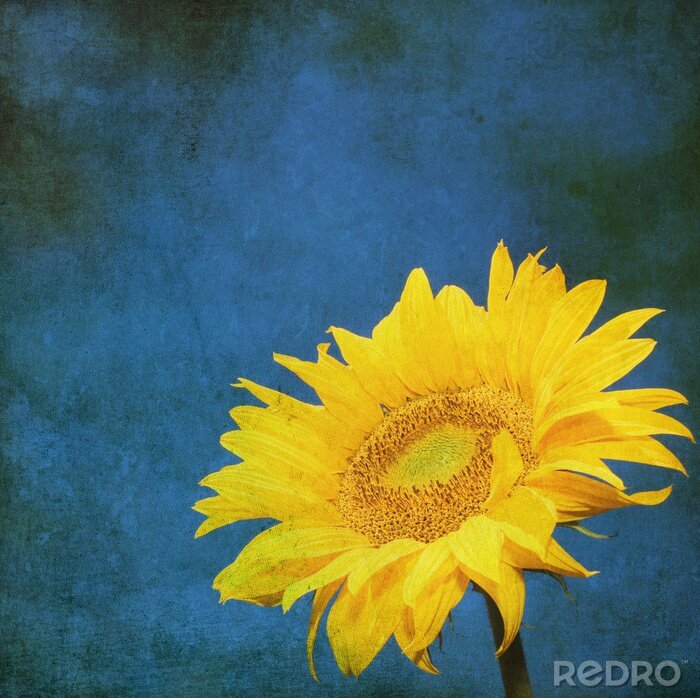 Fototapete Sonnenblume auf dunkelblauem Hintergrund