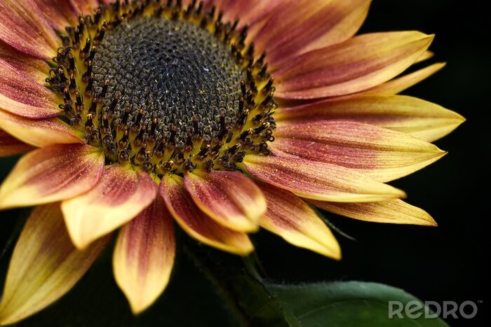 Fototapete Sonnenblume auf dunklem Hintergrund