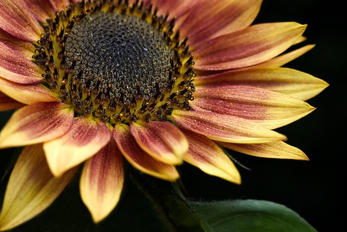 Fototapete Sonnenblume auf dunklem Hintergrund