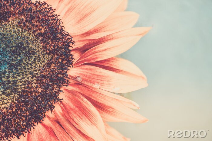 Fototapete Sonnenblume auf einem Vintage-Foto