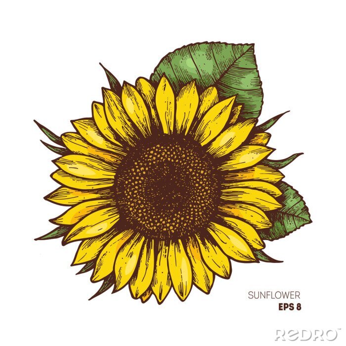 Fototapete Sonnenblume auf einer Vintage-Zeichnung