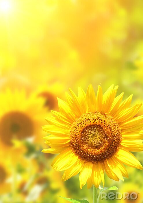 Fototapete Sonnenblume auf gelbem Hintergrund
