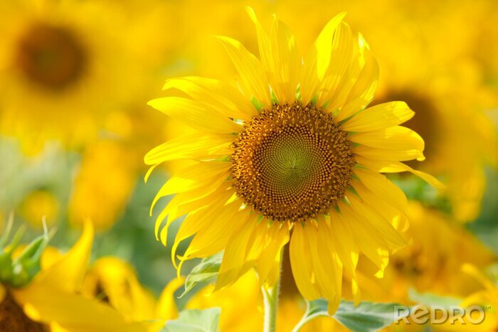 Fototapete Sonnenblume auf gelbem Hintergrund