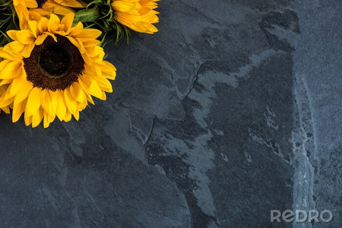 Fototapete Sonnenblume auf grauem Hintergrund