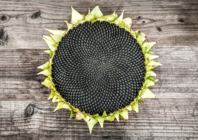 Fototapete Sonnenblume auf Holz