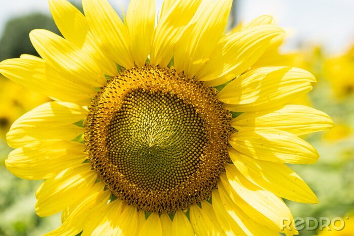 Fototapete Sonnenblume in Makro-Version