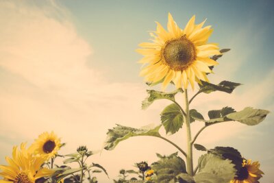 Fototapete Sonnenblume in Vintage-Farben