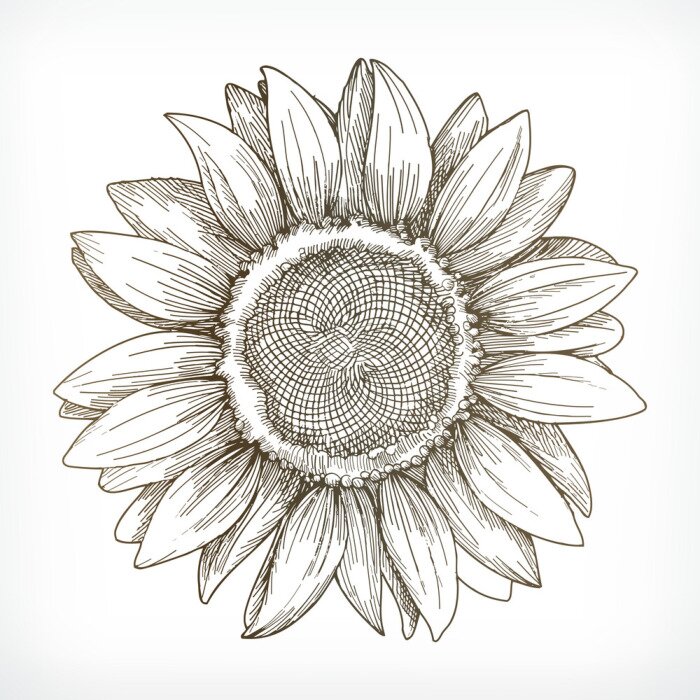 Fototapete Sonnenblume minimalistische Zeichnung