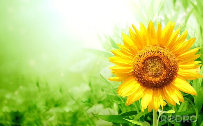 Fototapete Sonnenblume und grüne Blätter