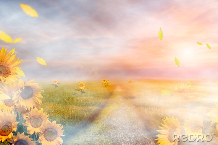 Fototapete Sonnenblume und Landschaft mit einem Pfad