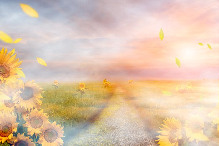 Fototapete Sonnenblume und Landschaft mit einem Pfad
