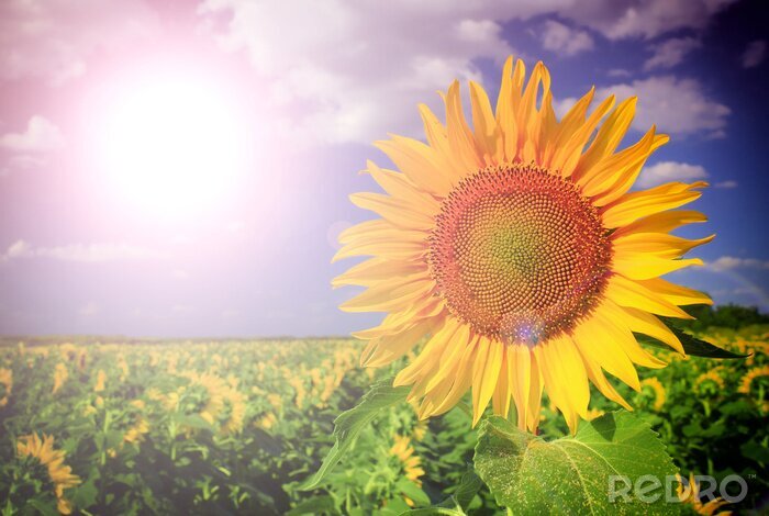 Fototapete Sonnenblume und Sonne